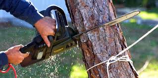 How Our Tree Care Process Works  in  Chaska, MN