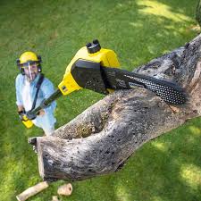 Best Lawn Renovation and Restoration  in Chaska, MN