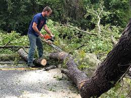 Best Tree and Shrub Care  in Chaska, MN