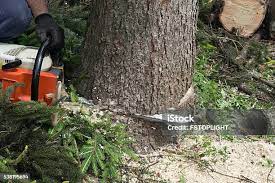Best Arborist Consultation Services  in Chaska, MN