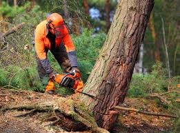 Best Tree Fertilization  in Chaska, MN