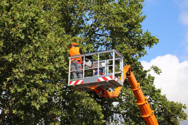 Best Tree Maintenance Programs  in Chaska, MN