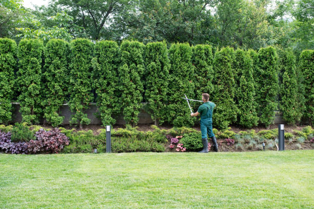 Best Organic Lawn Care Solutions  in Chaska, MN