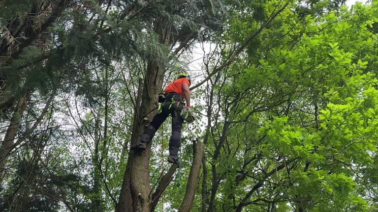 Best Root Management and Removal  in Chaska, MN