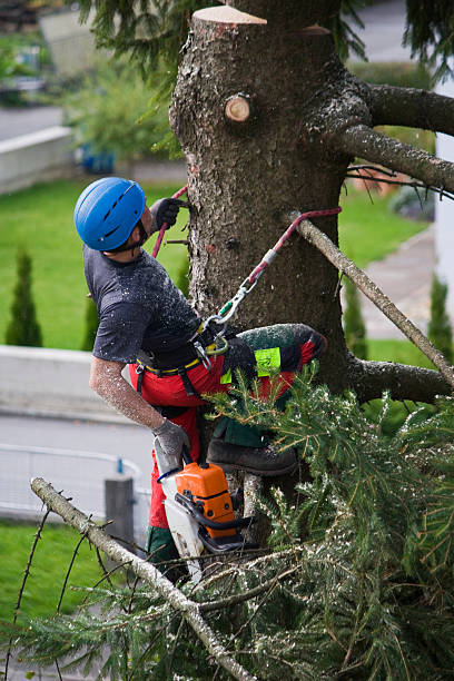 Best Tree Disease Treatment  in Chaska, MN