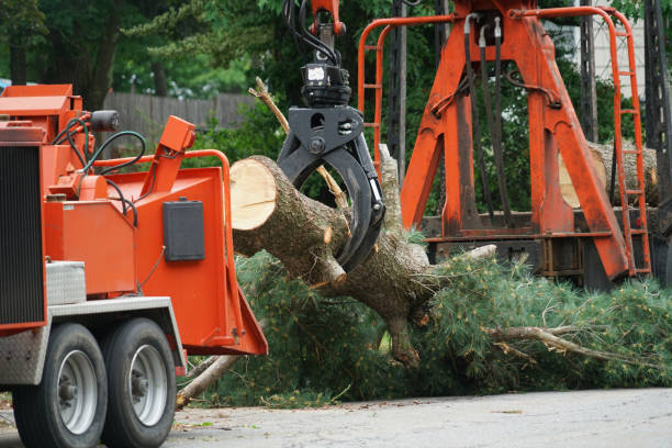 Best Emergency Tree Removal  in Chaska, MN