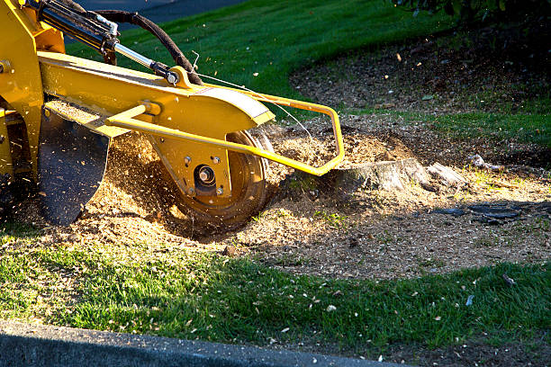 Best Aeration Services  in Chaska, MN