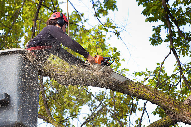 Best Tree Risk Assessment  in Chaska, MN